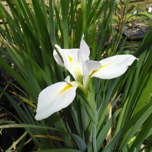 Iris Louisiana Her Highness 3Ltr