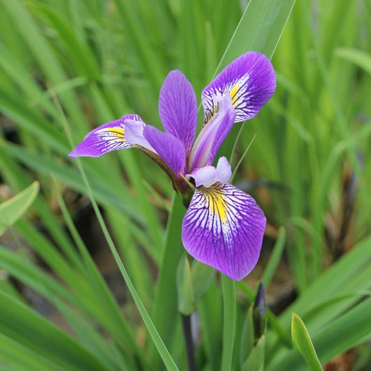 Iris Robusta Gerald Darby 3Ltr