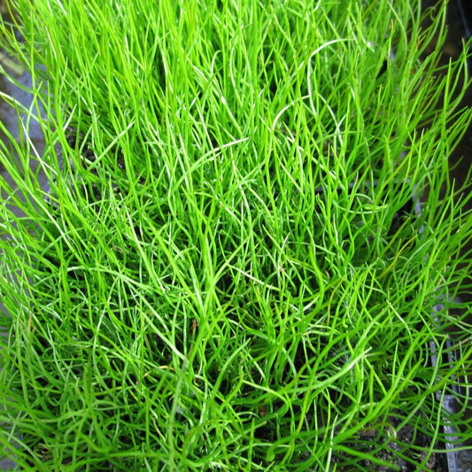 Pilularia Globulifera - Pillwort