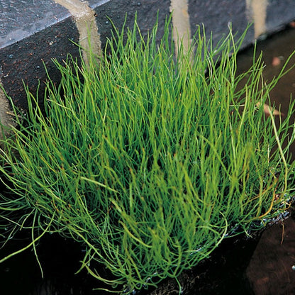 Pilularia Globulifera - Pillwort