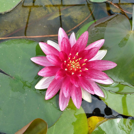 Nymphaea Alba Var. Rubra 3Ltr