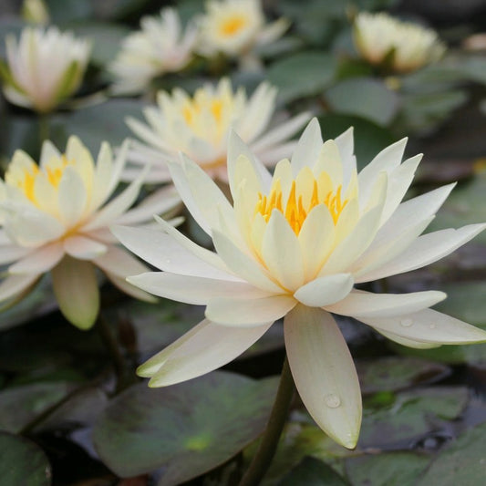 Nymphaea Inner Light 3Ltr