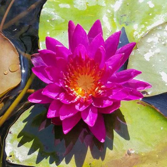 Nymphaea Purple Fantasy 3Ltr Premium