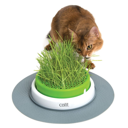 Senses 2.0 Grass Planter