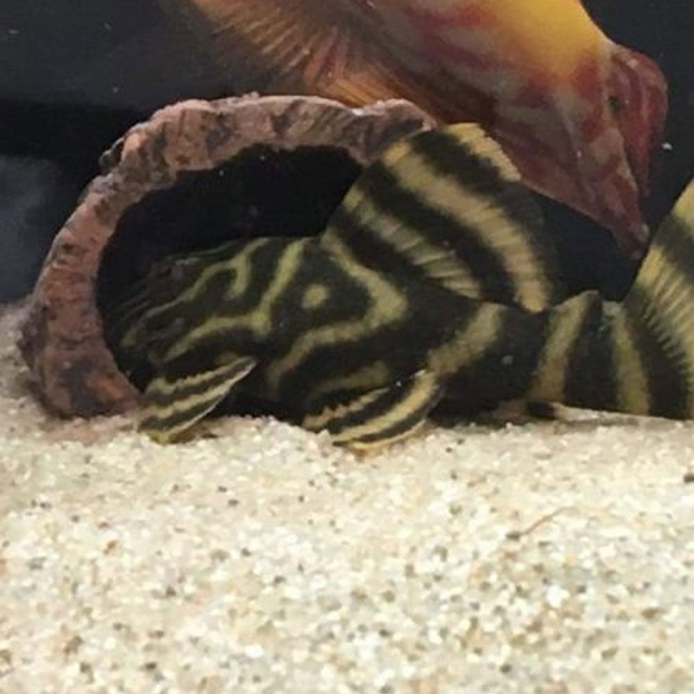 Catfish Cave - Small