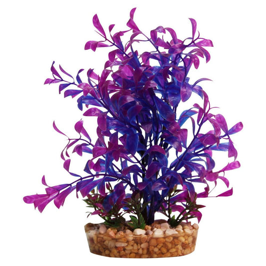 Vibrance Blue Hygrophila 20cm