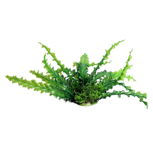 Ecoscape Green Ruffled Lace Plant 20cm