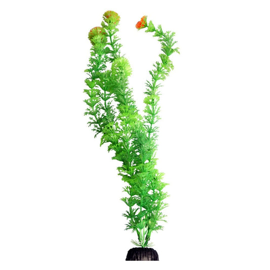 Ecoscape Green Ambulia 40cm