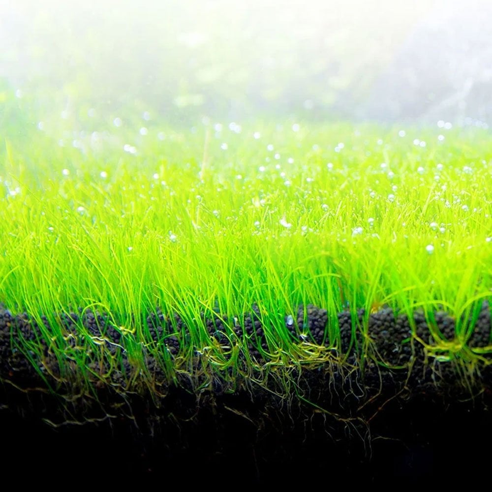Bio Stratum Aquarium Substrate