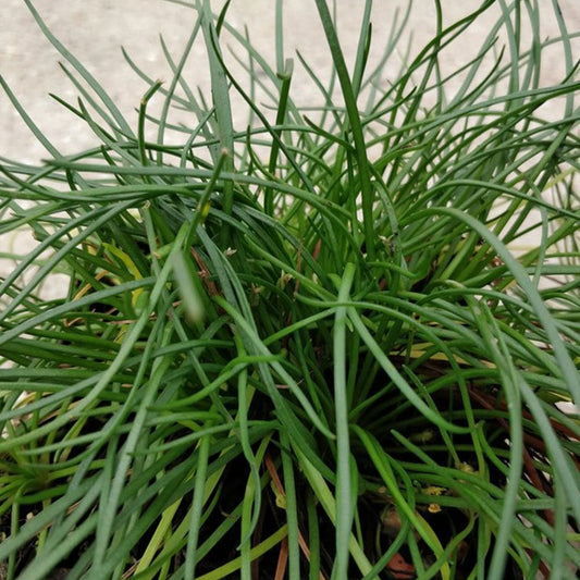 Littorella Uniflora - Shoreweed