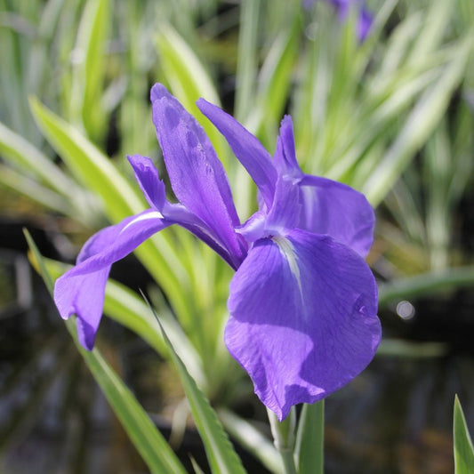 Iris laevigata Variegata - Water Iris 3Ltr