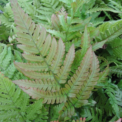 Dryopteris Erythrosora - Autumn Fern 9cm (3pk)