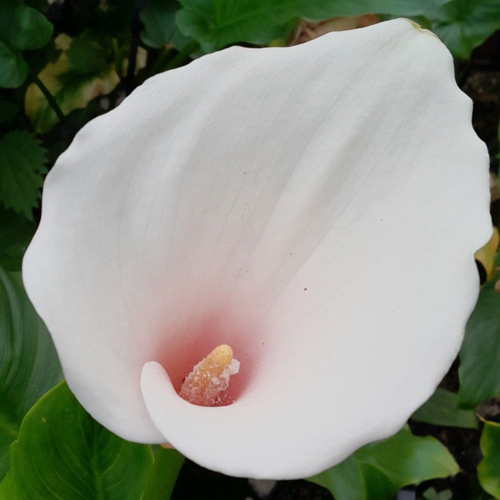 Zantedeschia Aethiopica Marshmallow - Arum Lily 3Ltr