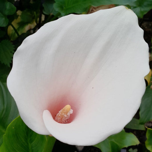 Zantedeschia Aethiopica Marshmallow - Arum Lily 3Ltr