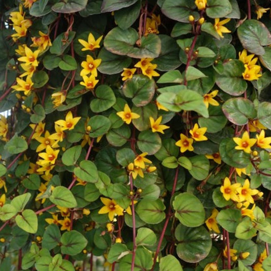 Lysimachia Sunburst - Yellow Loosestrife