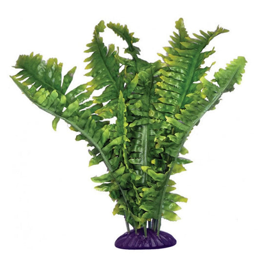 Boston Ferns