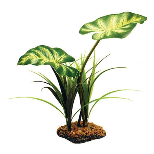 Broadleaf Canopy