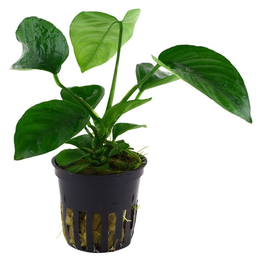 Anubias Barteri Caladiifolia - Live Aquarium Plant