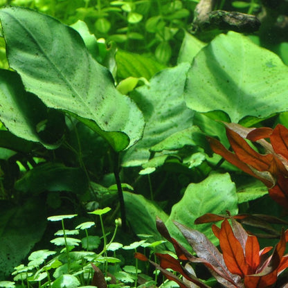 Anubias Barteri Caladiifolia - Live Aquarium Plant