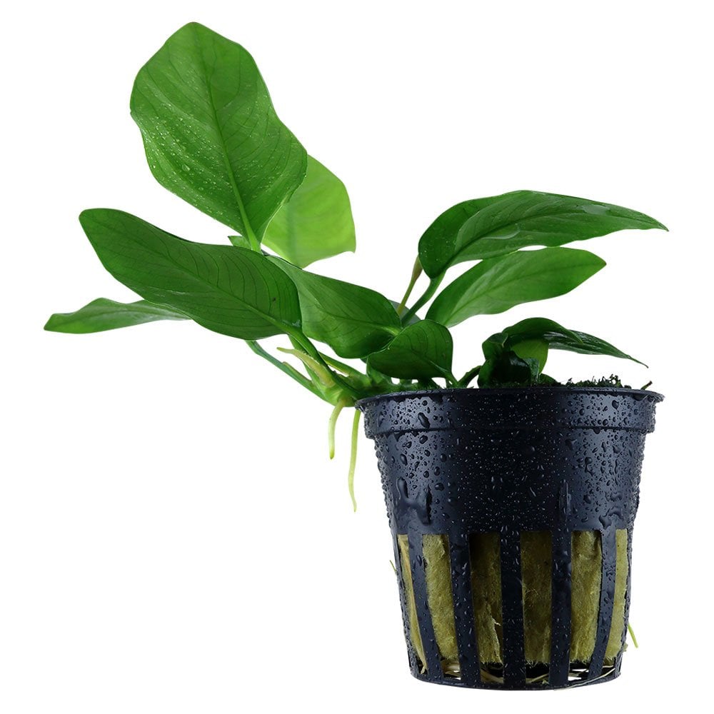 Anubias Barteri Var. Nana - Live Aquarium Plant