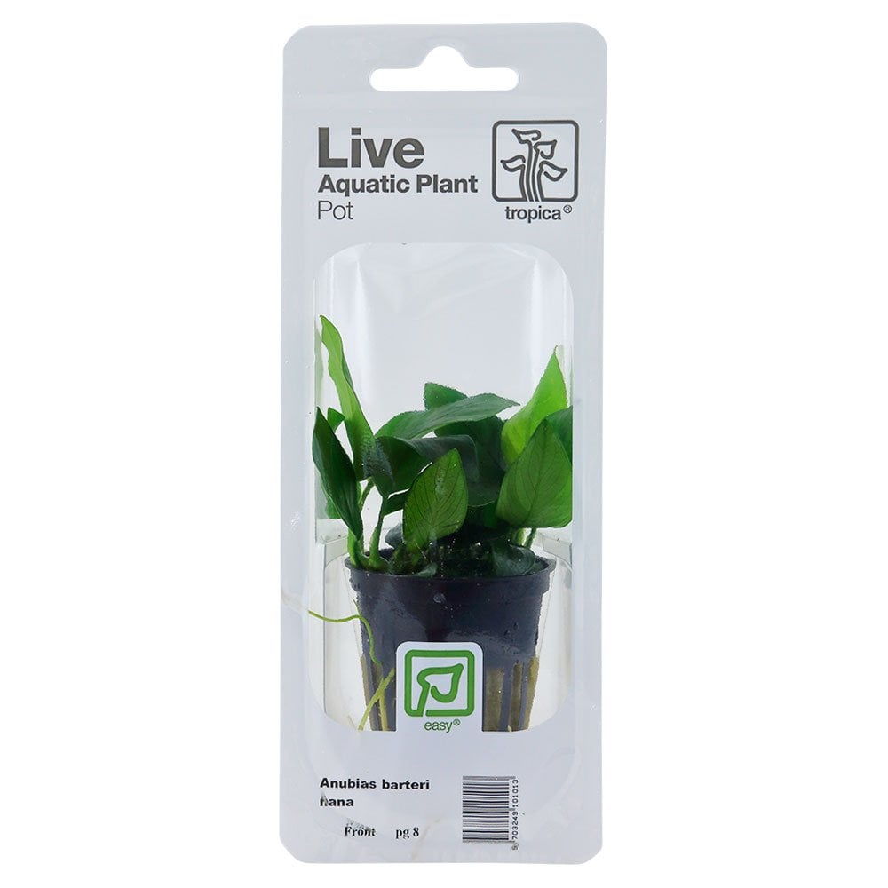 Anubias Barteri Var. Nana - Live Aquarium Plant