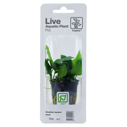 Anubias Barteri Var. Nana - Live Aquarium Plant