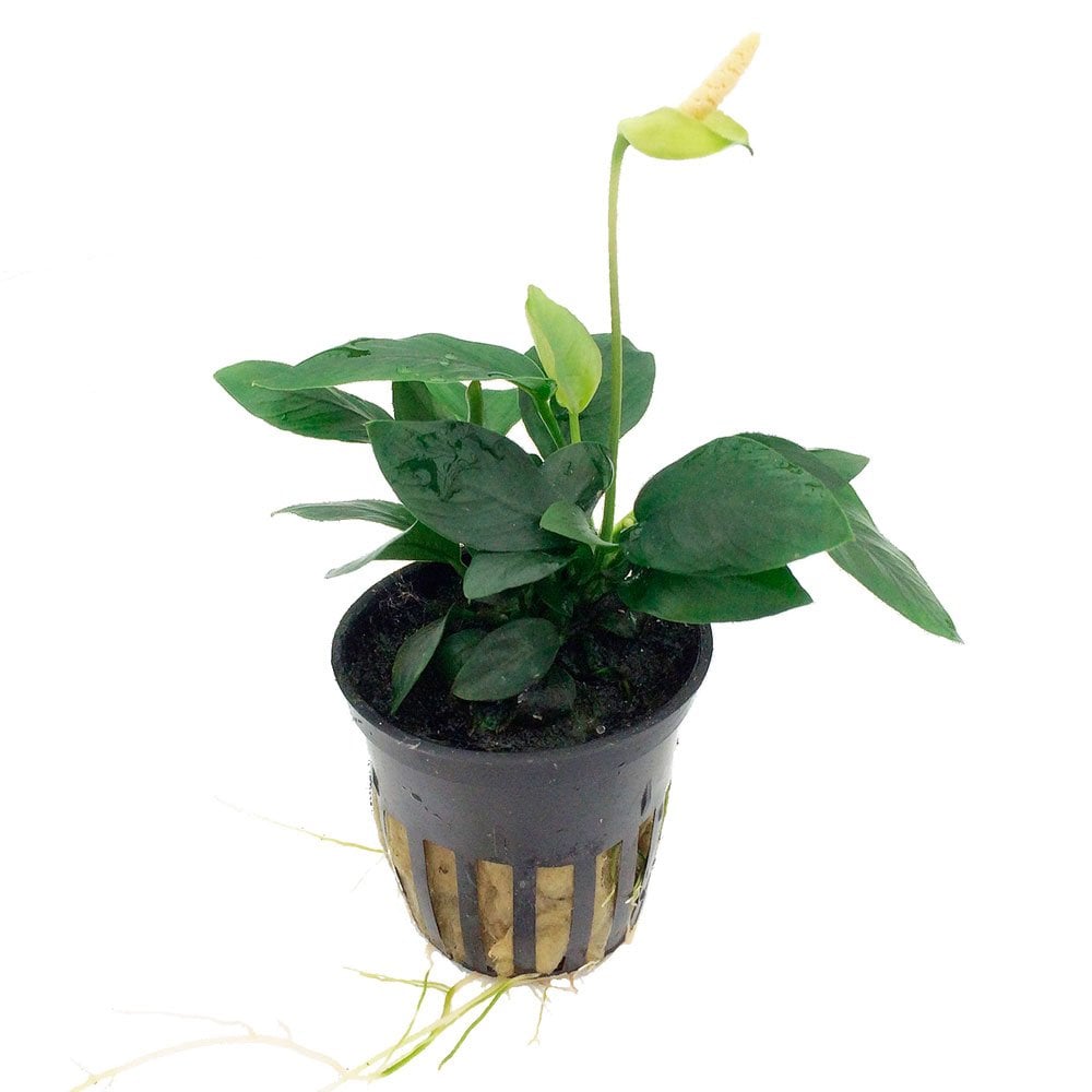 Anubias Barteri Var. Nana - Live Aquarium Plant