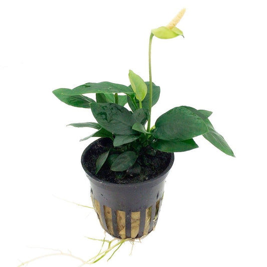 Anubias Barteri Var. Nana - Live Aquarium Plant