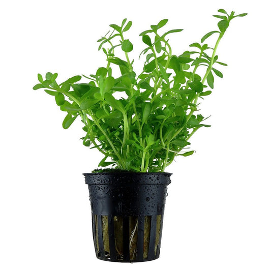 Bacopa Monnieri Compact - Live Aquarium Plant