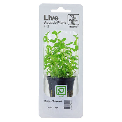 Bacopa Monnieri Compact - Live Aquarium Plant