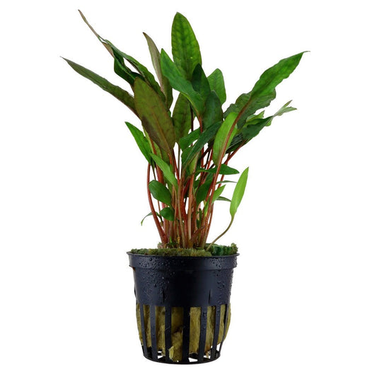 Cryptocoryne Beckettii Petchii - Live Aquarium Plant