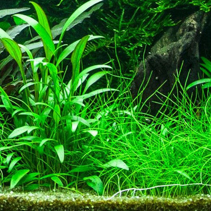 Cryptocoryne X Willisii - Live Aquarium Plant