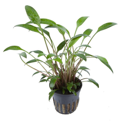 Cryptocoryne X Willisii - Live Aquarium Plant