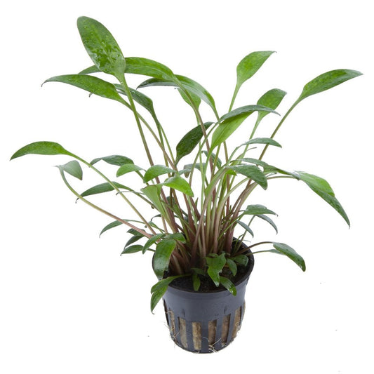 Cryptocoryne X Willisii - Live Aquarium Plant