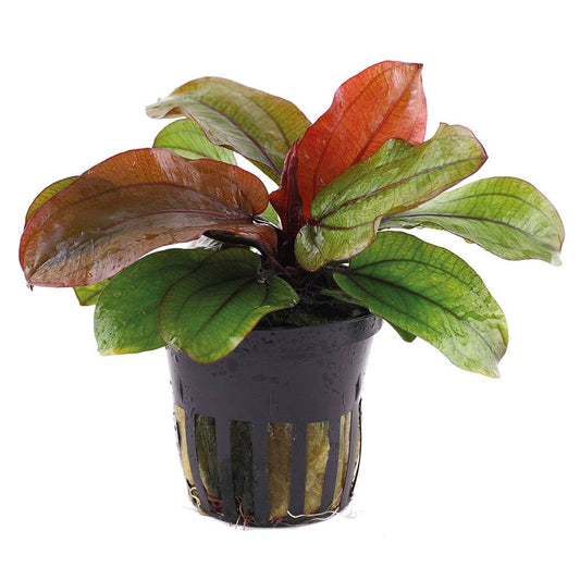 Echinodorus Reni - Live Aquarium Plant