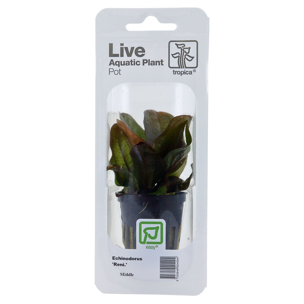 Echinodorus Reni - Live Aquarium Plant