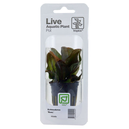 Echinodorus Reni - Live Aquarium Plant
