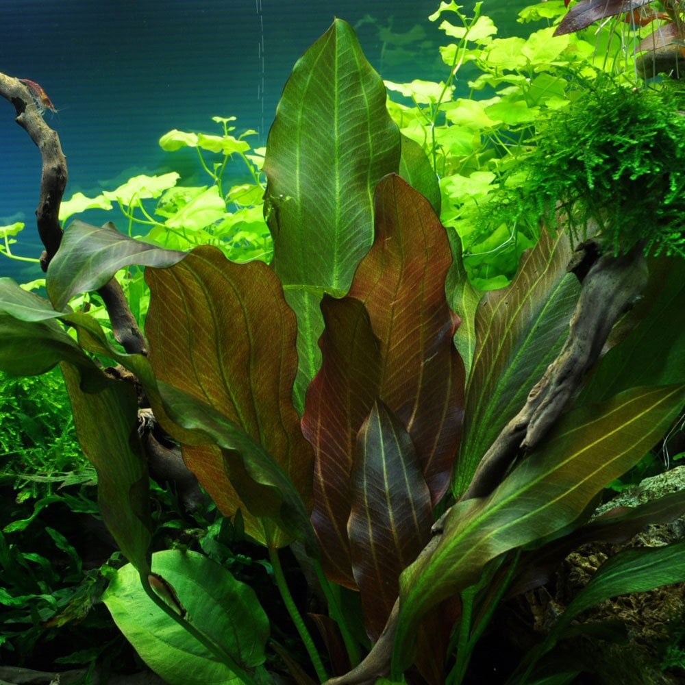 Echinodorus Reni - Live Aquarium Plant
