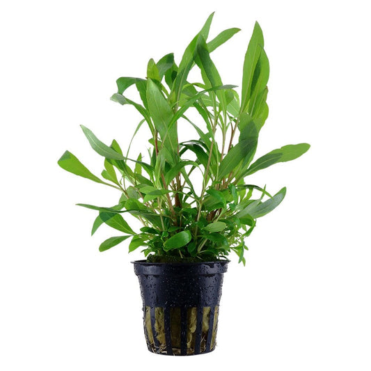 Hygrophila Corymbosa Siamensis - Live Aquarium Plant