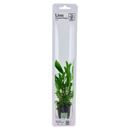 Hygrophila Corymbosa Siamensis - Live Aquarium Plant
