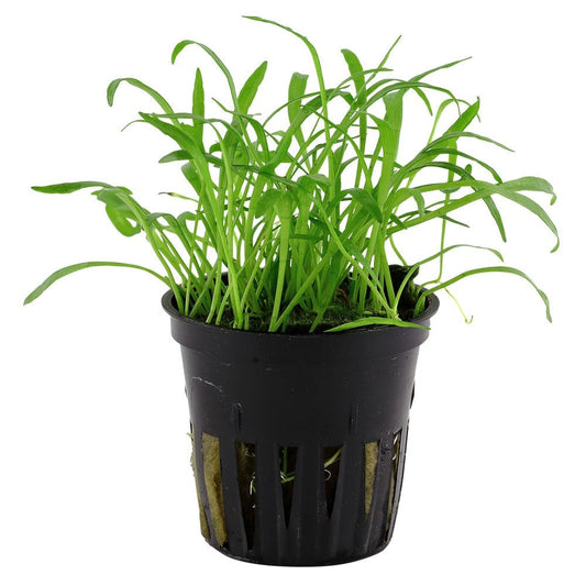 Lilaeopsis Brasiliensis - Live Aquarium Plant