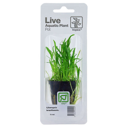 Lilaeopsis Brasiliensis - Live Aquarium Plant