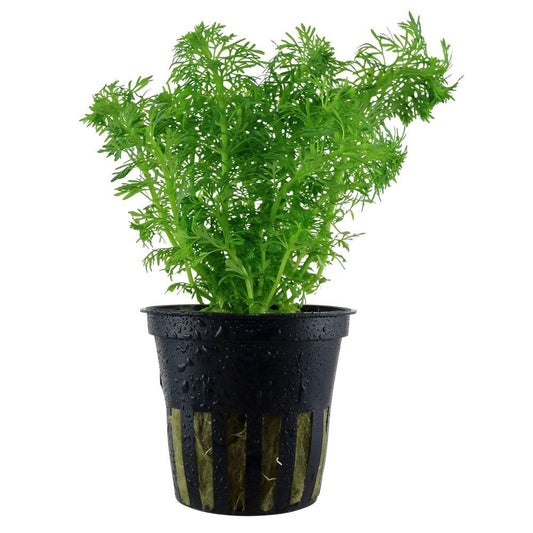 Limnophila Sessiliflora - Live Aquarium Plant