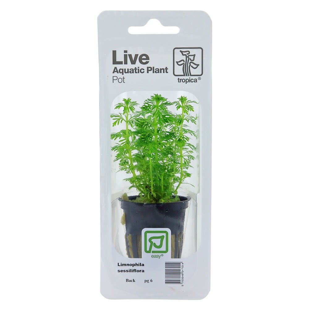 Limnophila Sessiliflora - Live Aquarium Plant