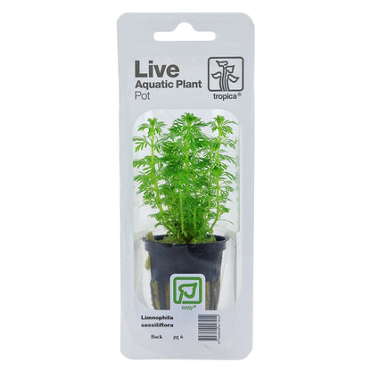 Limnophila Sessiliflora - Live Aquarium Plant