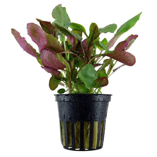 Lobelia Cardinalis - Live Aquarium Plant