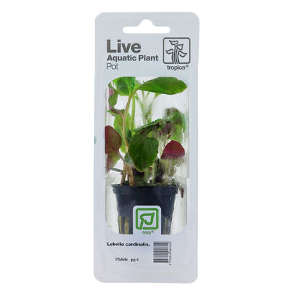 Lobelia Cardinalis - Live Aquarium Plant