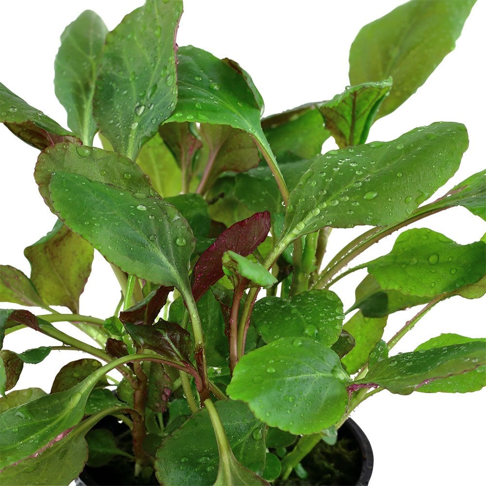 Lobelia Cardinalis - Live Aquarium Plant