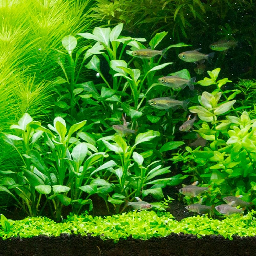 Lobelia Cardinalis - Live Aquarium Plant