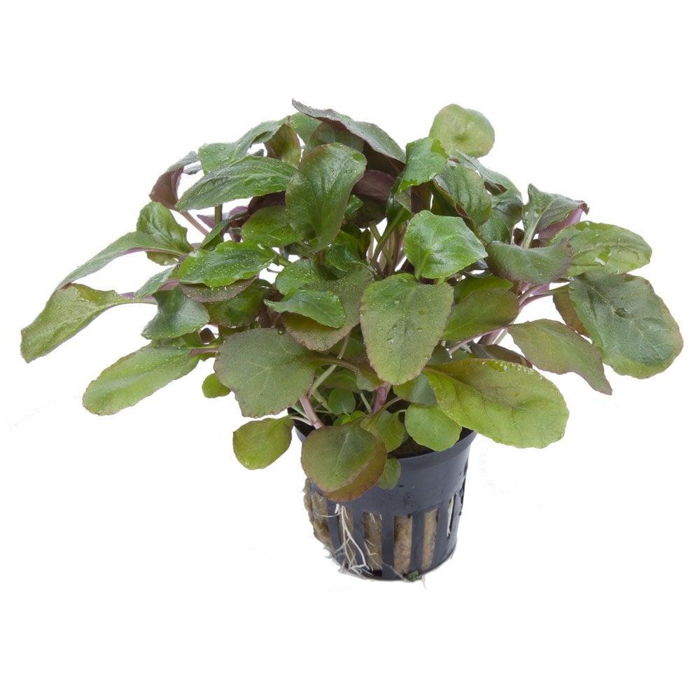 Lobelia Cardinalis - Live Aquarium Plant